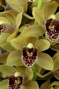 Cymbidium Janice Elaine Hoenig Charm HCC/AOS 78 pts.